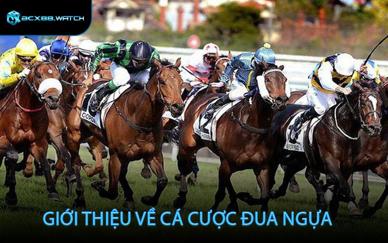 Giới thiệu về cá cược đua ngựa